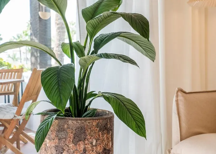 Costalita One Bedroom דירה *